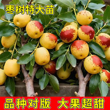 ���J��������箔��Y�����Զ����Ϸ������Nֲ��ͥԺ�������