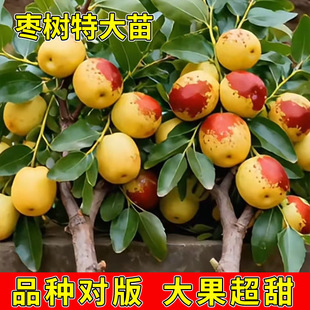 ���J��������箔��Y�����Զ����Ϸ������Nֲ��ͥԺ�������