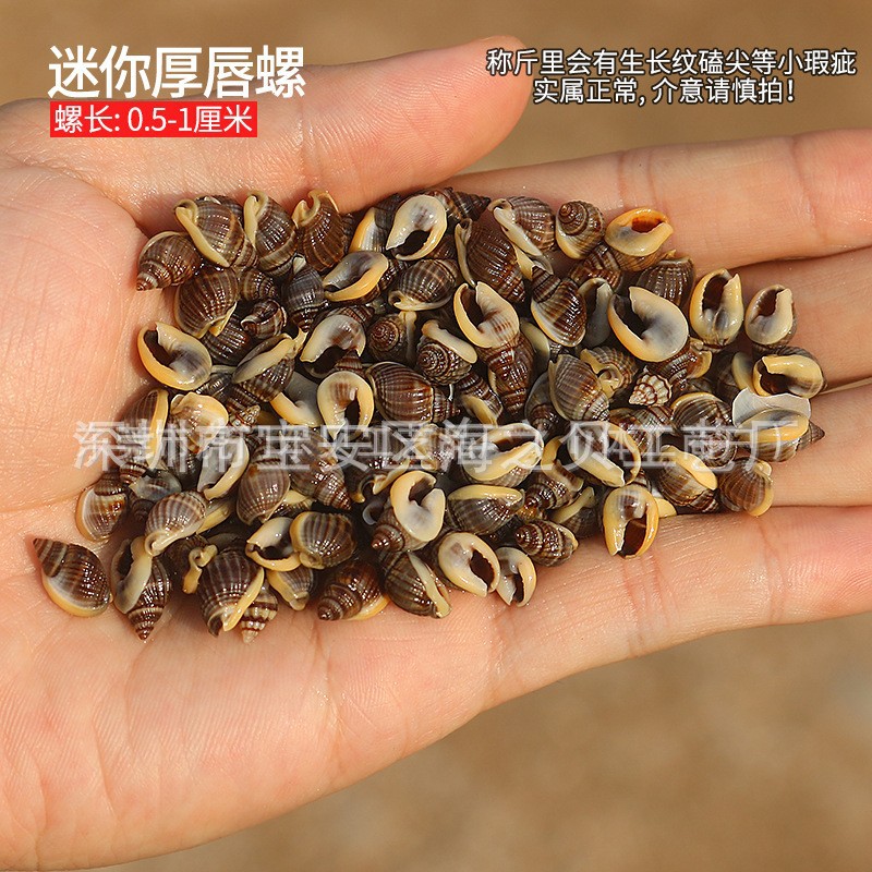 Concha Daquan natural con cera de pescado, materiales decorativos mediterráneos DIY al por mayor