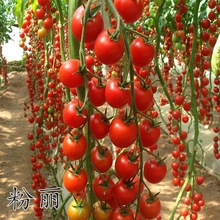 初恋粉丽樱桃番茄种子盆栽小西红柿超甜圣女果种籽春秋季蔬菜种孑