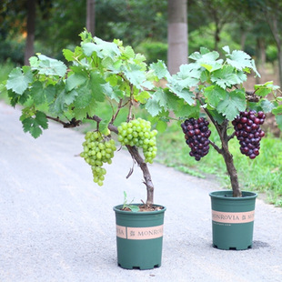 Kyoho Grapevine Sunshine Rosehip Fruit Seedlings Potted North and South Cold-Resistant Blueberry Four Seasons Planting Yard Climbing Vine