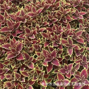 Five-Colorful Phlox Seedlings, Garden Foliage Florals and Phlox Potted Plants for May Day Celebrations, Flame Phlox Seedlings