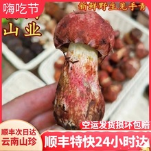 云南野生见手青蘑菇新鲜现摘红葱牛肝菌特产美食黄牛肝菌云南菌子