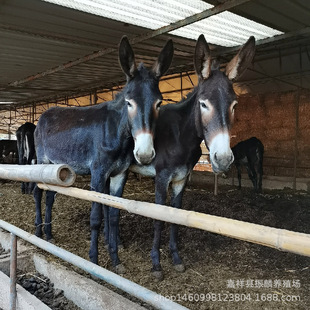 �������HƷ�N �Bֳǰ�� �����H �V�`�H �����H�� �����ʸ� �L�ݿ�