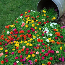 ذ̫ꖻNӻɫļN_ֲﻨ҃绨N