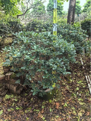 海桐 自然高0.8-1.0米