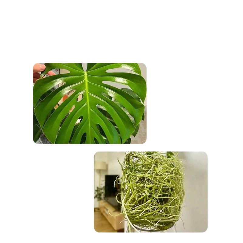 Monstera hidropónica sala de estar, grandes plantas en macetas, buenas plantas verdes en interiores, hojas grandes, hojas perennes, plantas tolerantes a la sombra, purifican el aire image 5
