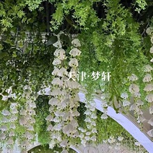 ����ɭϵ��Y�õ�플�ɏ������ˮĸ�L⏻�ɭϵ�쾰�Ҿ��b���K��