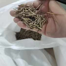 竹子种子苗户外绿植庭院紫竹黄金竹罗汉竹耐寒南北方大型毛竹种籽