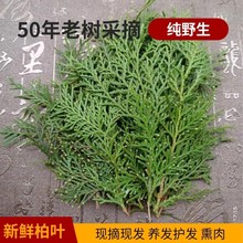 ��Ұ�����r�Fժ�Ȱ��~����~�ؘ�֦�~ϴ�^�l�B�l�o���ݾƟ�Ѭ�D��