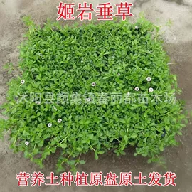 种子;灌木;乔木