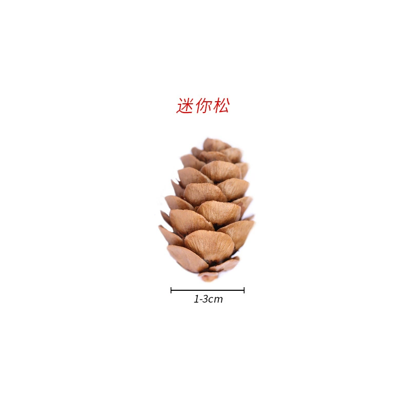 ➻Pine cones, natural pine cones, American pine, local pine, pine cones, Dalintou, pine flowers, pine cone crafts