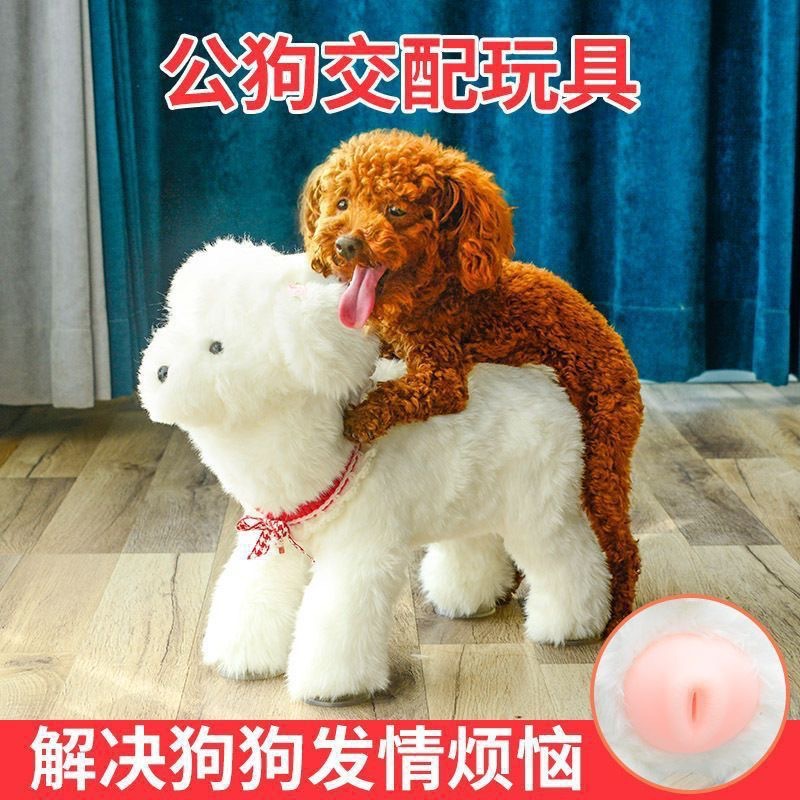 지상에서 18CM 높이의 Bichon White Medium Channel