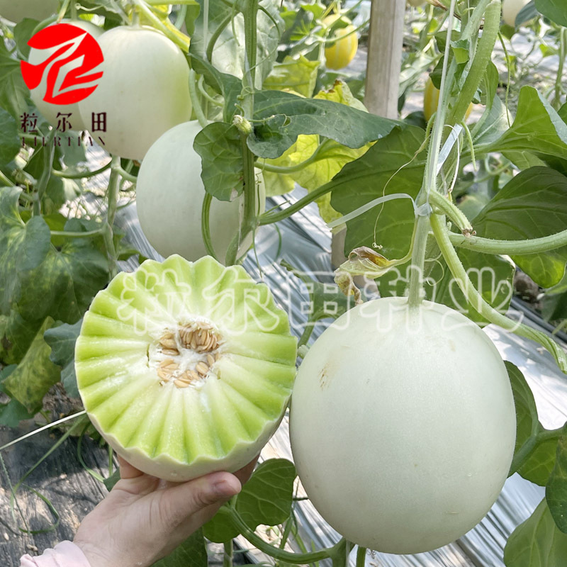 大果玉菇甜瓜种子软糯甜绿肉玉姑甜瓜肉厚腔小哈密瓜春秋大棚用种