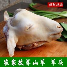 羊头 带皮羊头 羊头 现杀羊头 羊肉 羊头整个新鲜带皮新鲜羊头
