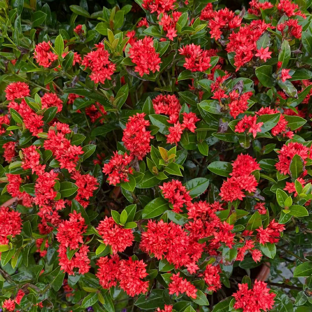 2302 база оптовая поставка небольших листьев с двумя лепестками