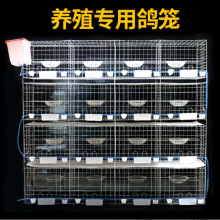 大号鸽子笼家用鸽棚鸽子笼网鸽子笼子家用养殖鸽子繁殖笼跨境一件