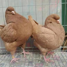 家养老鸽子活物下蛋土鸽宠物鸽落地王鸽子萌宠元宝鸽家养养殖活物