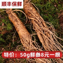 特价长白山鲜人参50g整根鲜参带土鲜参煲汤泡酒送礼代发批发鲜参