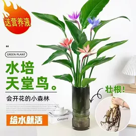 盆栽;花盆容器;月季蔷薇植物