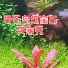 �о�ˮ�ݺϼ����ˮ��ֲ���ɫ���Բ�ˮ����׼�������ɫԲҶ