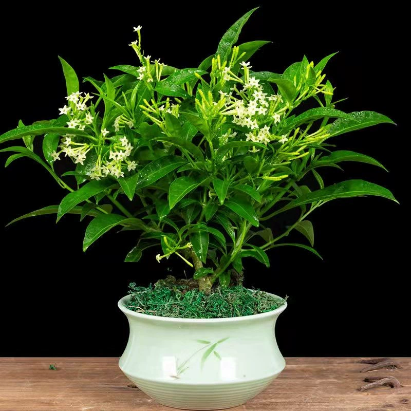 Тубероза Цветочные саженцы горшечные растения Four Seasons хорошее размножение легко жить цветущие растения цветы один столб старый ворс балкон двор