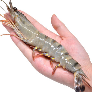 �O����~�ڻ��r����900g������r�ش��ك��߹��r���rԽ�ϻ��r ��