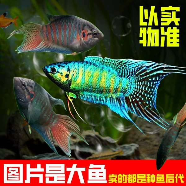 Male and female paired blue fork + plain fork 2-4 cm, 1 each, hair 2