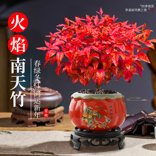 �������������Զ����������ܼt�~С�辰�k���҃�����U���ͺ�ֲ��