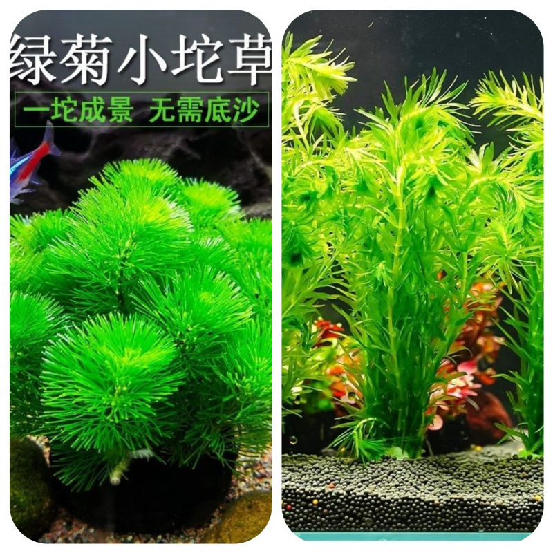 緑菊草、酸素化された怠惰な球状水草、水槽の造園の完全なセット、底砂なし、水質浄化なし|undefined