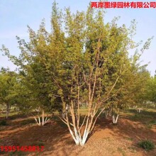 ��Ǘ�Ԫ��������ֱ�N�������G����ľ�ͺ�����