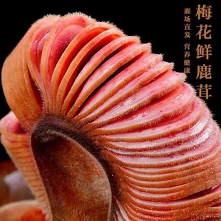 �����r��Ƭ��������Ƭ���|��¹��Ƭ�^���{���ݾ�¹���r