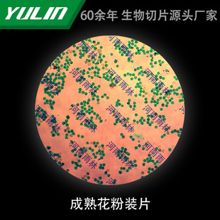 Mature Pollen-mounted Biological Microscope Specimen Animal and Plant Cell Slides Observation Experimental University