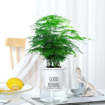 Jasmine plantación en maceta verde interior bonsai tofu hoja verde de desformaldehído sala de estar plantación de escritorio verde perenne cuatro estaciones aire purificado image 24