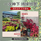 Colorful Grass Flower Seeds, All Year Round Planting, Alum Root Flower Seeds, Foliage Flower Seedlings, Plants, Cold-Resistant and Heat-Resistant Balcony Potted Plants