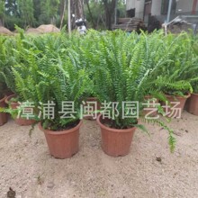 ��Ʒ�Iާ���� �߶� 30cm �ʹַŹ��� ���a���R�OӋ �������ݻ���