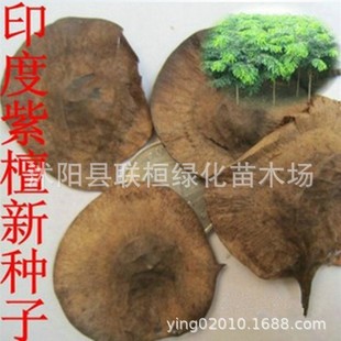 Indian Small-Leaf Red Sandalwood Seeds, Feather-Leaf Sandalwood, Green Dragon Wood, Yellow Cypress Wood, Sandalwood Tree Seeds, Precious Wood Seeds