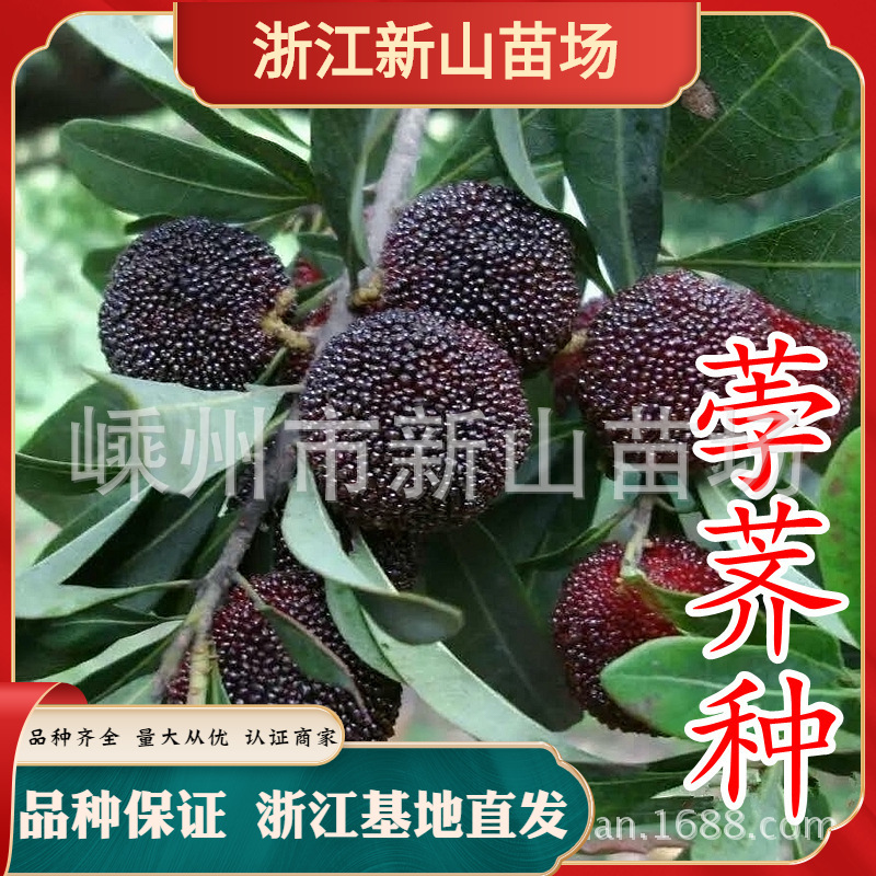 黑炭杨梅苗 早熟荸荠种小黑碳大黑炭乌梅黑晶晚稻晚荠杨梅树苗