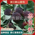 黑炭杨梅苗 早熟荸荠种小黑碳大黑炭乌梅黑晶晚稻晚荠杨梅树苗
