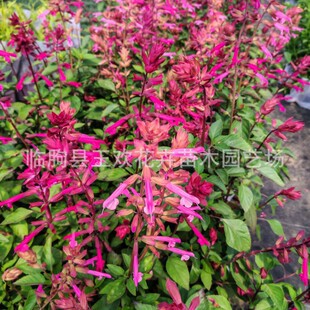 һ���t���绨������ͥԺ�G�������ö������͟Ứ���L���c�[��ֲ��