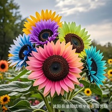 【跨境供货】彩色向日葵种子紫向日葵种子盆栽多头鸿运向日葵种子