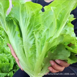 �������˷N���ļ������˷N���߲˲˷N���̨ͥԺ���Դ��＾�ײ��N