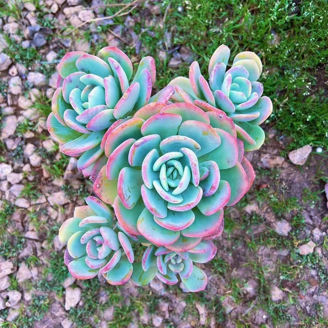 White Moonlight 3 헤드 14-16cm 플라스틱 화분 포함 배송 준비 완료)