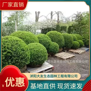 金锦熟黄杨基地批发 自产自销  品种齐全景区造景工程绿化苗