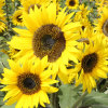 百花园 Watching short sunflower seeds dwarf potted sunflower four seasons flowers original color bag about 50 capsules