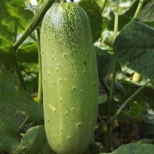 Dry Cucumber Seeds Old Variety Large Cucumber Tangshan Autumn Melon Fruit Cucumber Seeds All Year Round Balcony Potted Vegetable Seeds