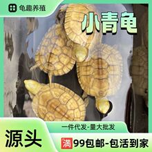 外塘纯种小青龟三黄皖南黄喉拟水龟小乌龟石龟苗宠物观赏水龟