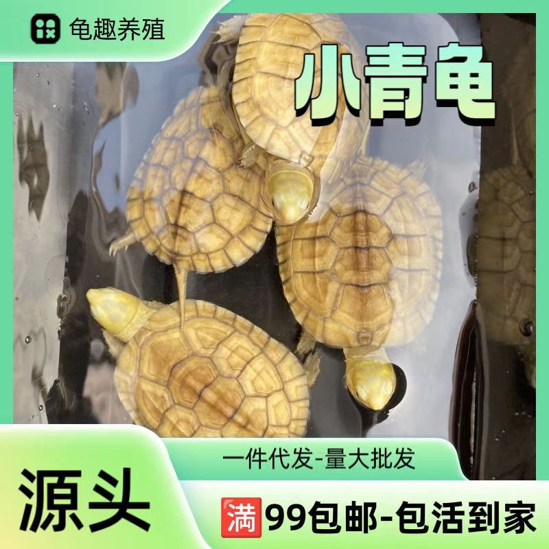外塘纯种小青龟三黄皖南黄喉拟水龟小乌龟石龟苗宠物观赏水龟