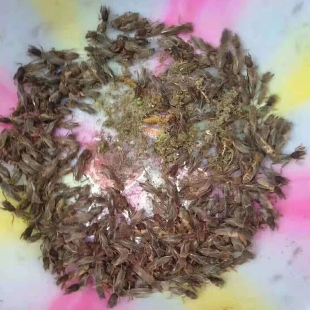 Коробка живых сверчков крот 24 живых сверчков крот живые СВЕРЧКИ крот лекарственные материалы насекомые тянуть Земля собака СВЕРЧКИ