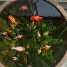 �ŷ��~�׻�ˮ��ֲ���쾰ȫ���B�~��ˮ��G�վŹڃ���ˮ�|